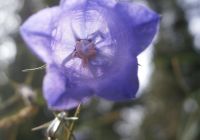 Appartement Glockenblume